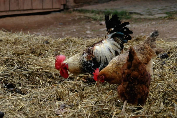 Doğadaki Güzel Kuşun Manzarası — Stok fotoğraf