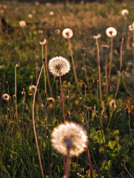 Närbild Maskrosor Ängen Dagtid — Stockfoto