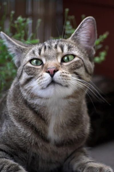 Ritratto Gatto Carino — Foto Stock