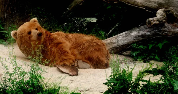 Primo Piano Degli Animali Allo Zoo — Foto Stock