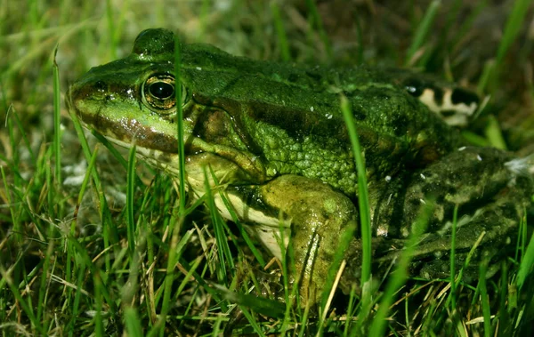 Rana Verde Animal Anfibio Fauna — Foto de Stock