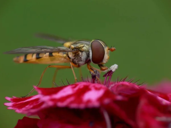 Nahaufnahme Von Wanzen Der Wilden Natur — Stockfoto