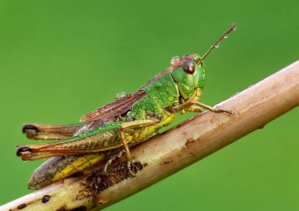 Gräshoppor Insekt Ryggradslösa Djur Bugg — Stockfoto