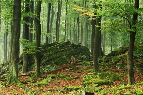 Naturskön Utsikt Över Floran Vildskog — Stockfoto