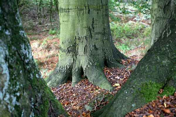 Bella Vista Sulla Natura — Foto Stock