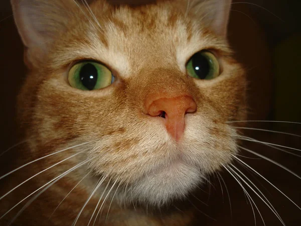 Retrato Gato Bonito — Fotografia de Stock