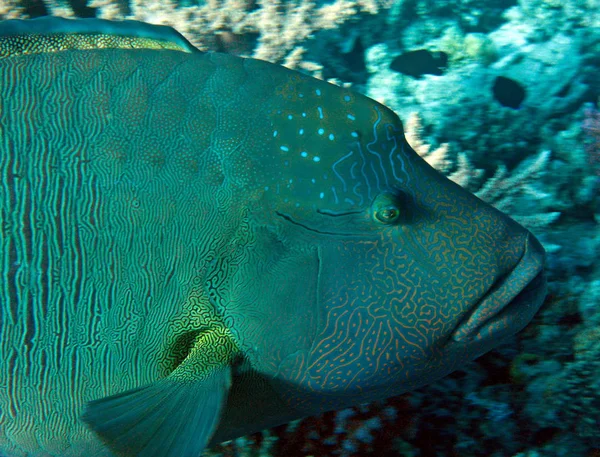 Pez Globo Mar Bajo Agua Vida Marina — Foto de Stock