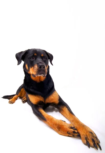 Retrato Cão Bonito — Fotografia de Stock