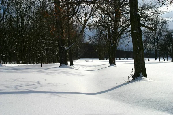 Floresta Inverno Com Árvores Madeira Coberta Neve — Fotografia de Stock