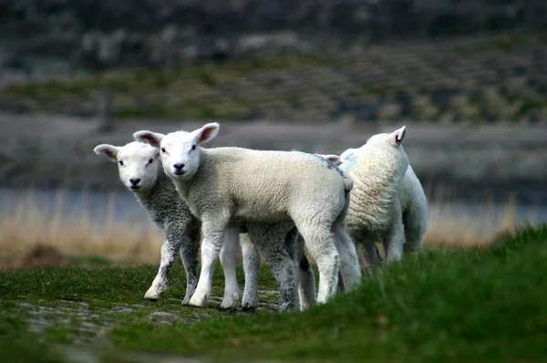 Scenic View Young Animals — Stock Photo, Image