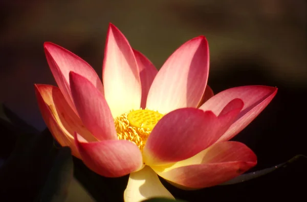 Цветок Лотоса Пруд — стоковое фото