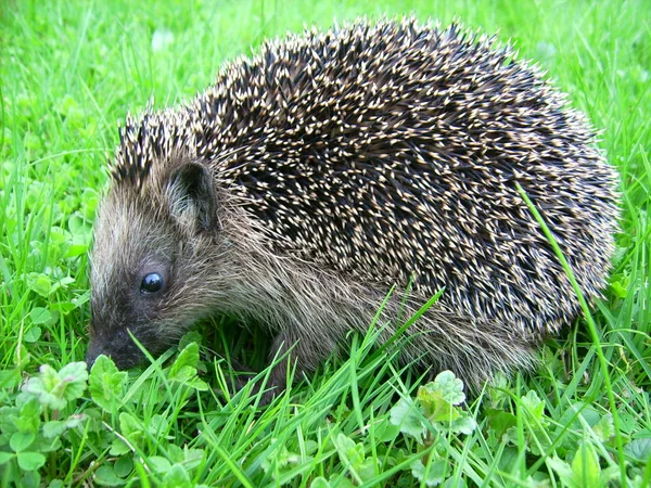 Stekelige Egel Dier Stekelige Egels — Stockfoto