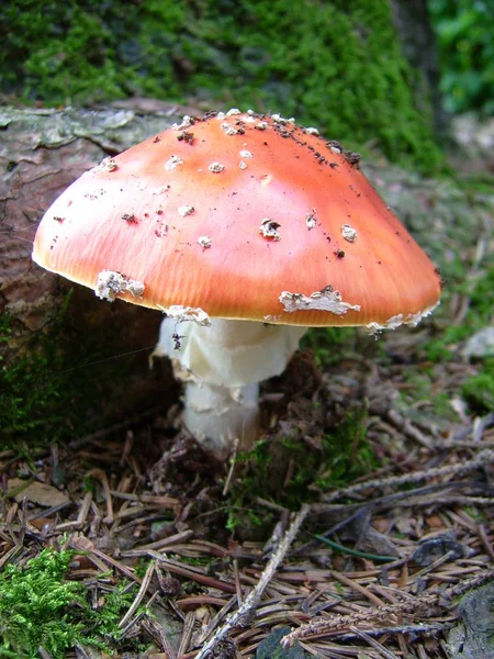 Crapaud Rouge Appartient Groupe Des Champignons Toxiques — Photo