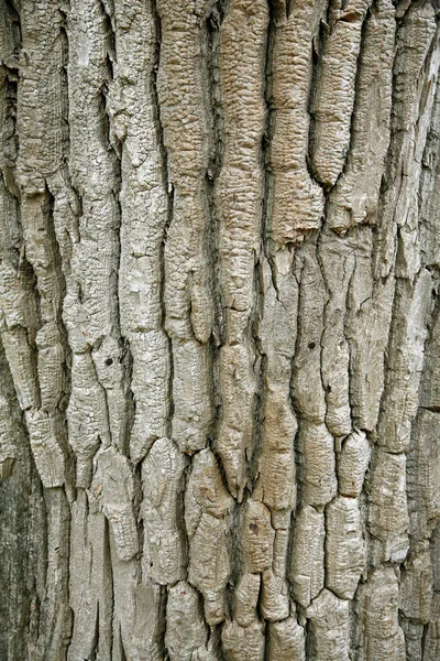 Struttura Del Tronco Albero Superficie Della Corteccia — Foto Stock