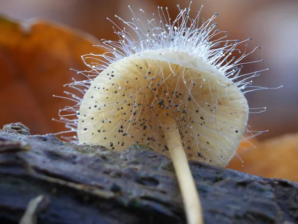 Dieser Pilz Sah Ein Wenig Behaart Aus Nur Auf Dem — Stockfoto