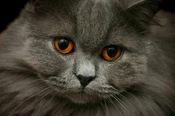 Retrato Gato Bonito — Fotografia de Stock