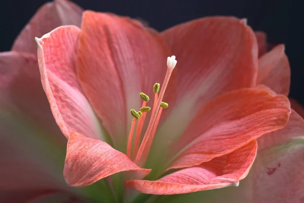 マリリス クリスマスの花 — ストック写真