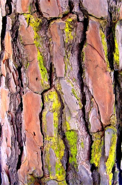 Φλοιός Από Πεύκο Της Μεσογείου Pinus Pinea — Φωτογραφία Αρχείου