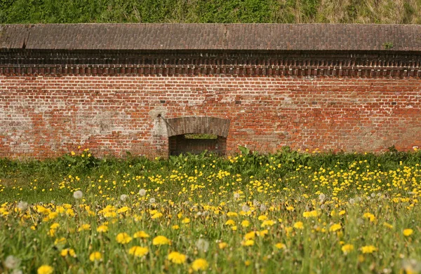 Närbild Bild Naturliga Maskros Blomma — Stockfoto