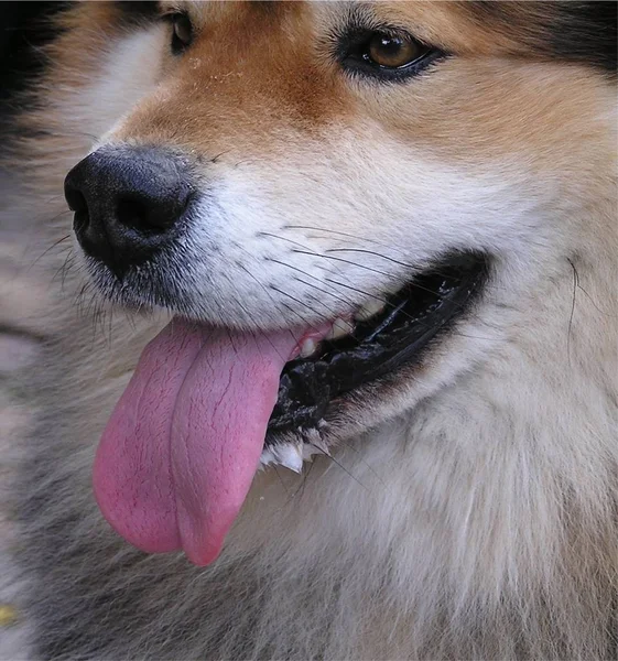 Portrait Cute Dog — Stock Photo, Image