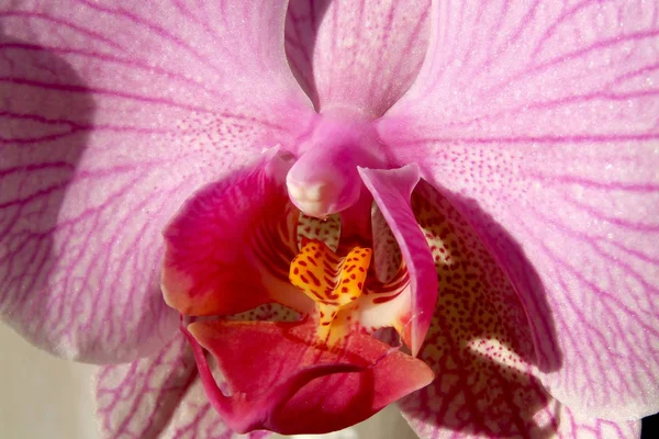 Schöne Blumen Blumiges Konzept Hintergrund — Stockfoto