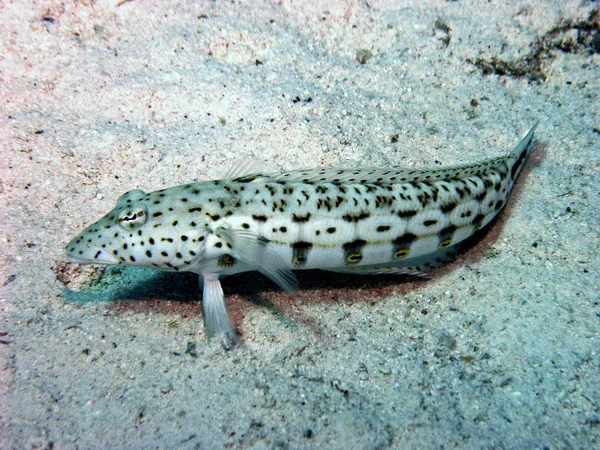 Taken Red Sea Sand Perch Lurking Robbers Who Riffbasis Sand — Stock Photo, Image