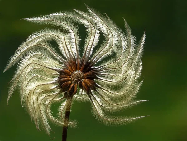 Клематиси Пелюстки Квітів Флора — стокове фото