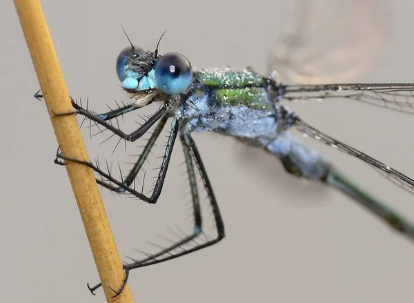 Vážný Hmyz Flóra Fauna — Stock fotografie