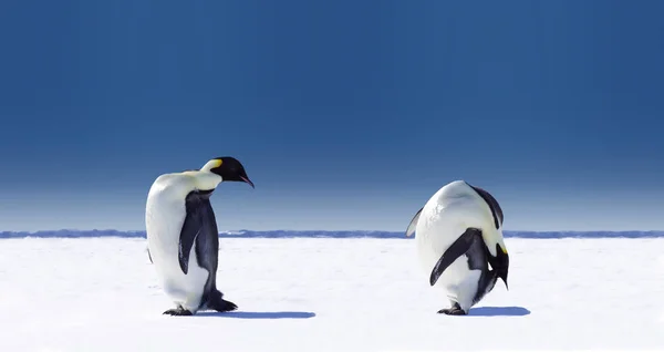 Vacker Utsikt Över Söta Pingvinfåglar Naturen — Stockfoto
