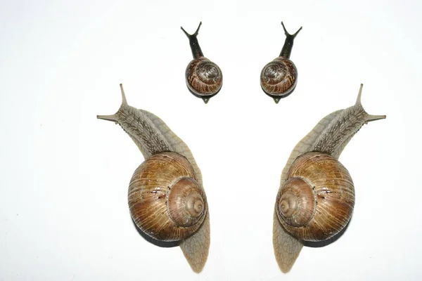 Helix Schneckenmollusk Muscheltier — Stockfoto