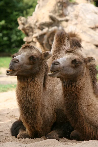 Animal Camelo Comum Fauna Natural — Fotografia de Stock