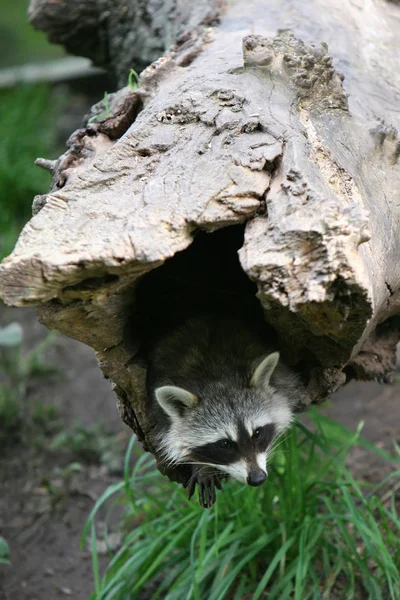 Raccoon Urso Animal Mamífero Roedor — Fotografia de Stock