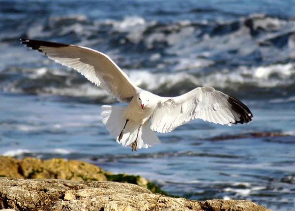 Vista Panorámica Hermosas Aves Gaviota Naturaleza — Foto de Stock