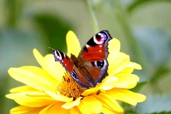 Pavo Real Ojo Mariposa Insecto — Foto de Stock