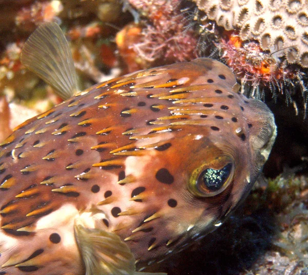 Saba Karayipler Kaydedildi Kirpi Balığına Sahip Olmanın Yanı Sıra Kirpi — Stok fotoğraf