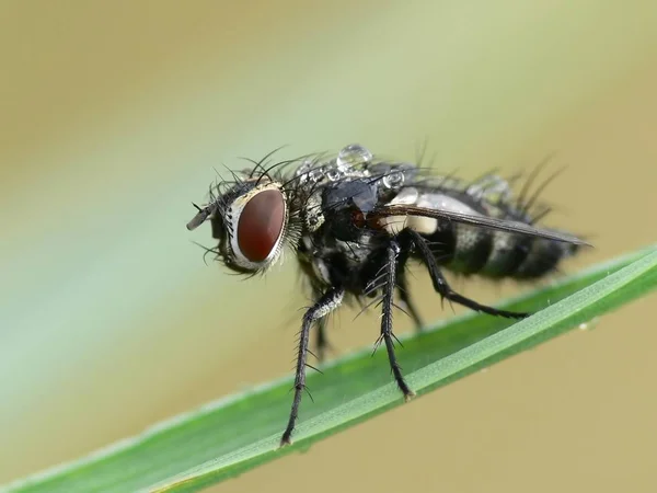 Nahaufnahme Von Wanzen Der Wilden Natur — Stockfoto