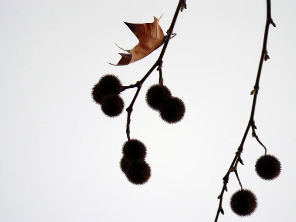 Hermoso Follaje Colorido Otoño — Foto de Stock