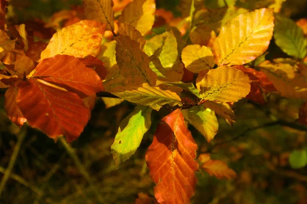 Atmosfera Autumnal Foco Seletivo — Fotografia de Stock