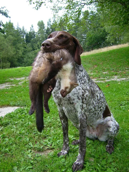 若い黒と白の犬の肖像画です — ストック写真