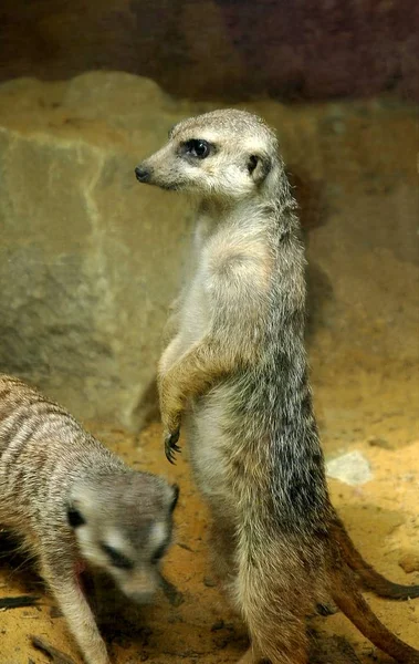 Meerkat Djur Varelse Suricatta — Stockfoto