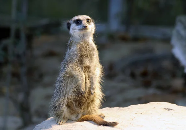 Meerkatは自然界に生息する動物を — ストック写真