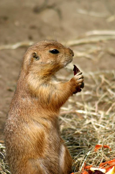 Divoká Zvěř Meerkat Suricata Suricatta — Stock fotografie