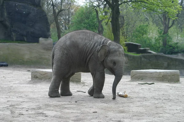 Malowniczy Widok Faunę Florę Savannah — Zdjęcie stockowe