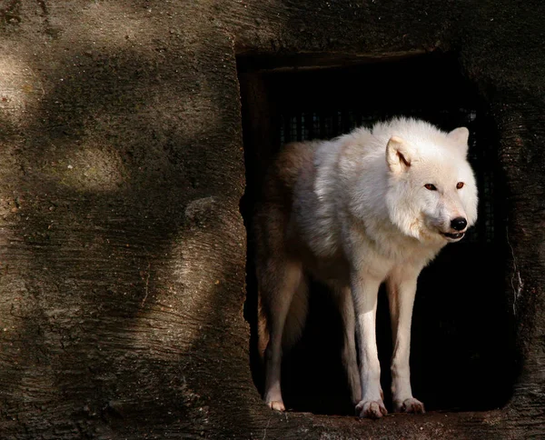 Animal Lobo Por Naturaleza Depredador —  Fotos de Stock