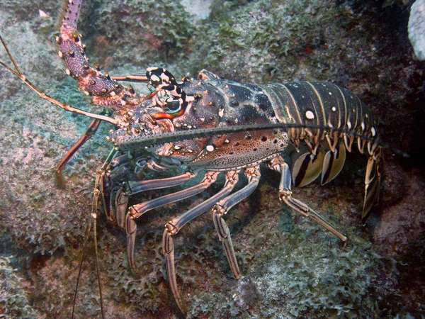 Recorded Eustatius Caribbean Animals Nocturnal Creatures Omnivores Two Outer Antennas — Stock Photo, Image