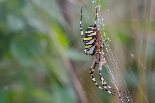 Zebraspinne Επικίνδυνη Αράχνη Στη Φύση — Φωτογραφία Αρχείου