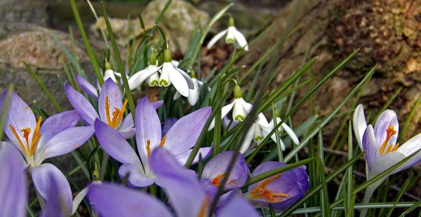 Beyaz Bahar Küçük Kar Damlası Çiçekleri Galanthus Nivalis — Stok fotoğraf