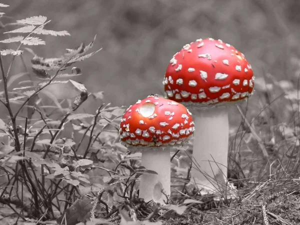 Growing Mushrooms Forest Nature Background — Stock Photo, Image