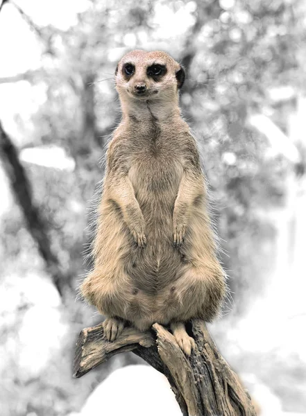 Meerkat動物野生動物スリカータ — ストック写真