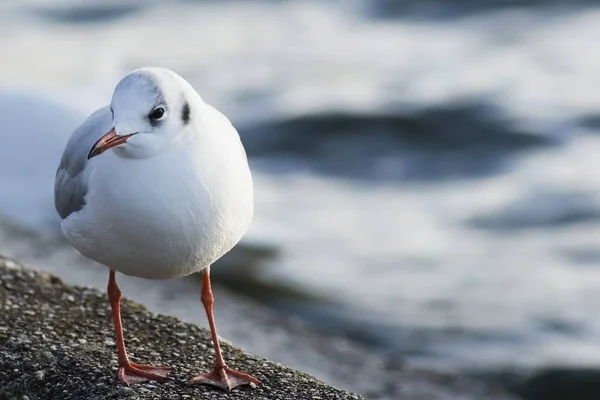 Scénický Pohled Krásné Roztomilé Racka Ptáka — Stock fotografie